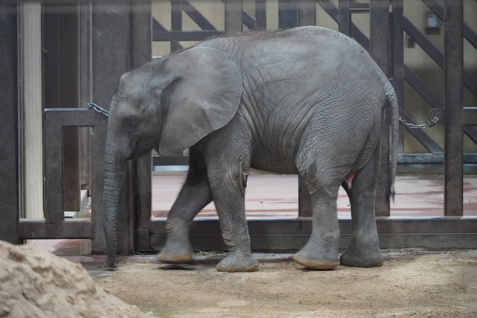 African Elephant calf, "Kirkja"