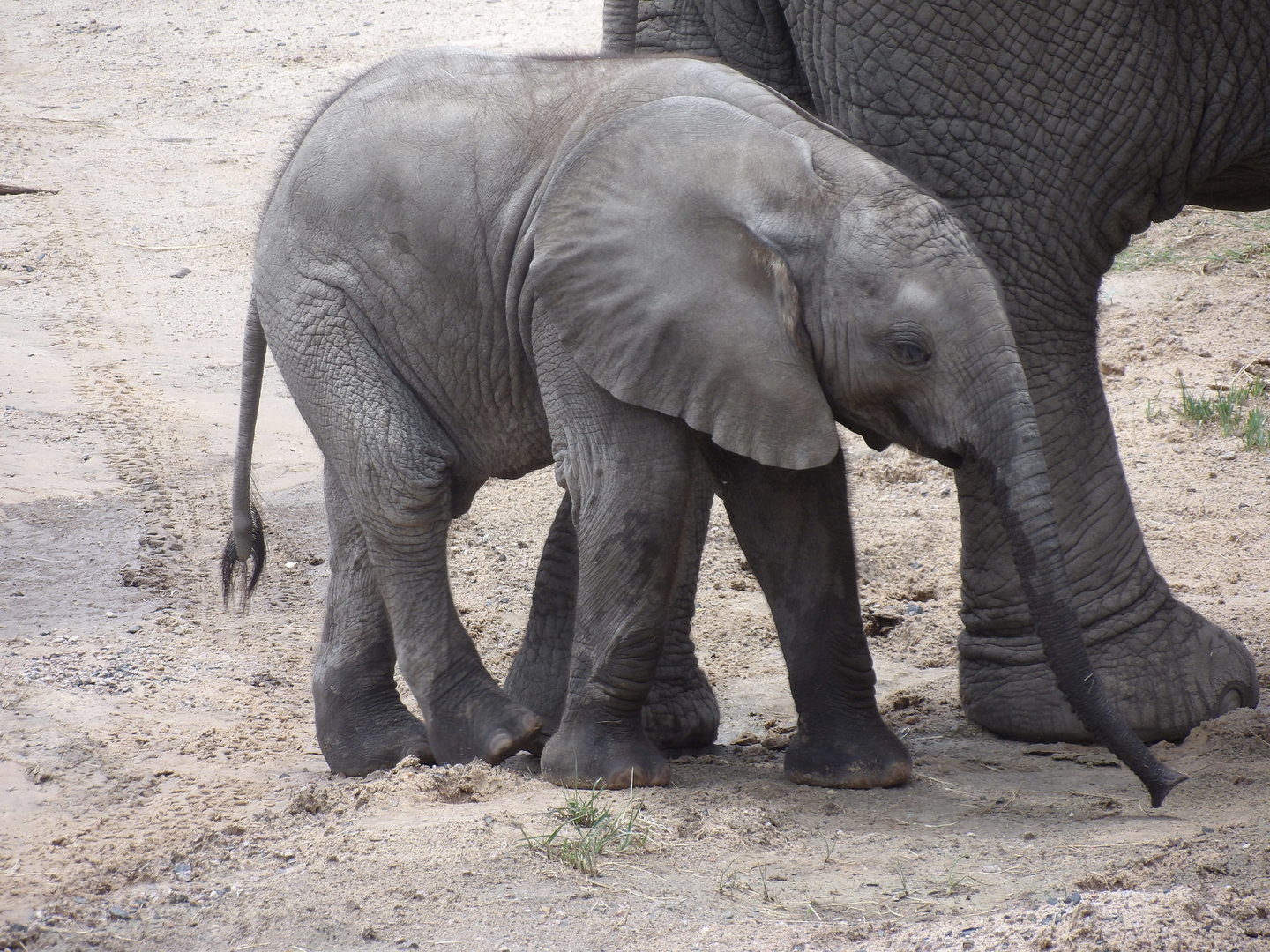 African Elephant Calf(Loxodonta africana)
