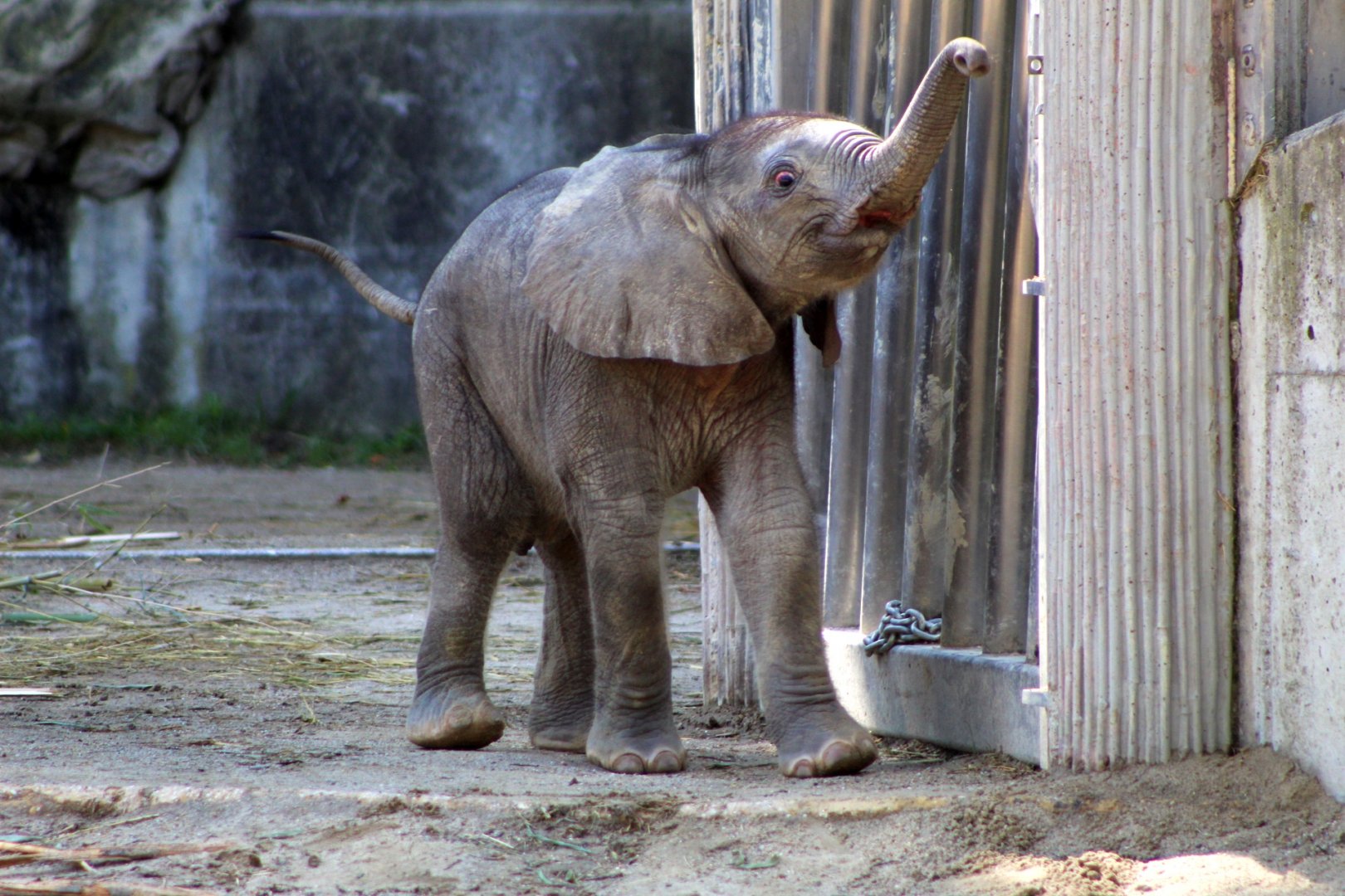 African Elephant Calf (two weeks old)