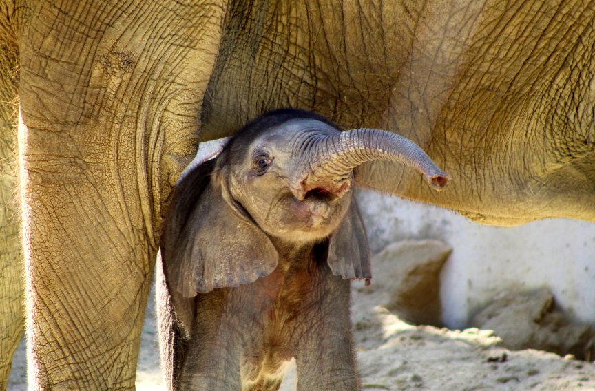 African Elephant Calf (two weeks old)