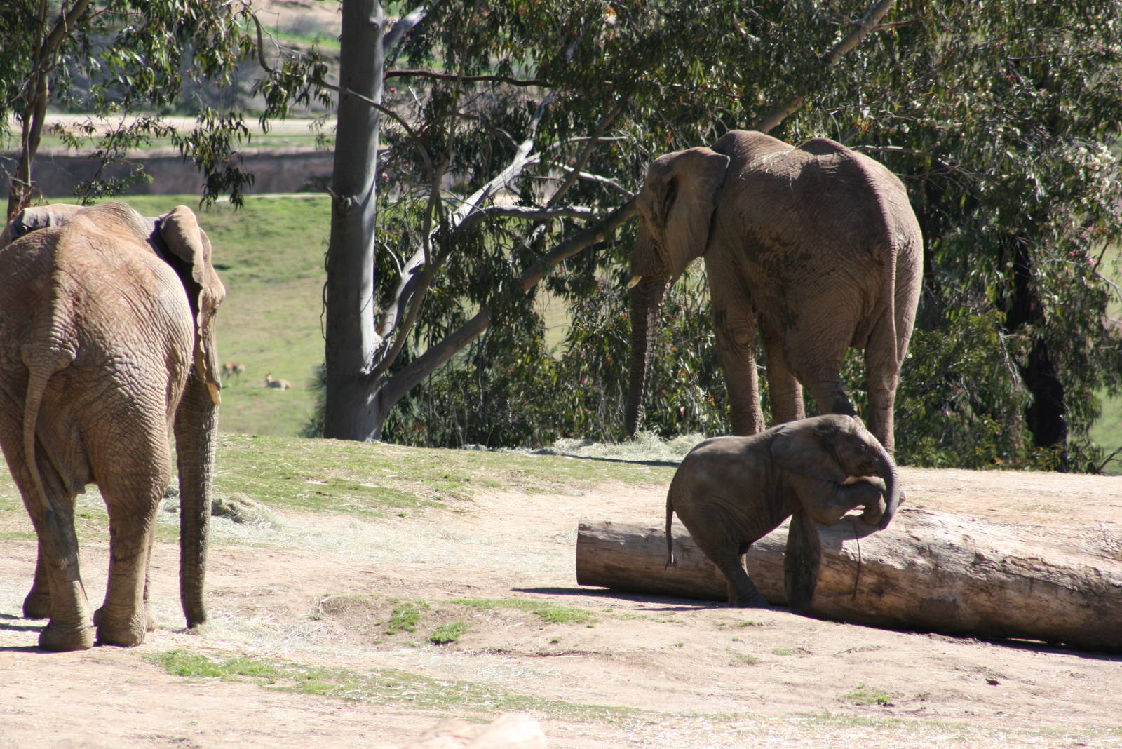 African Elephant Calf