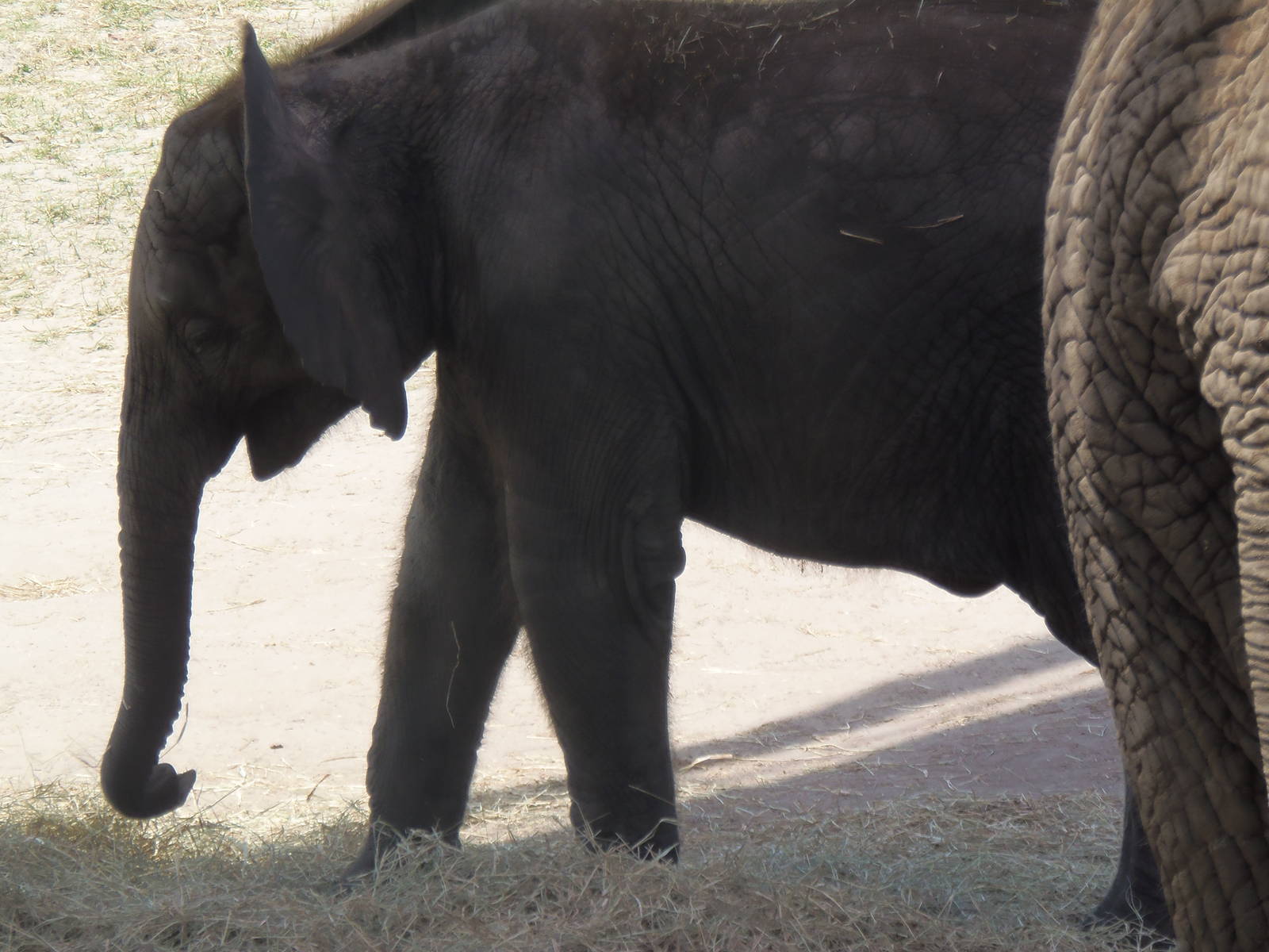 African Elephant Calf