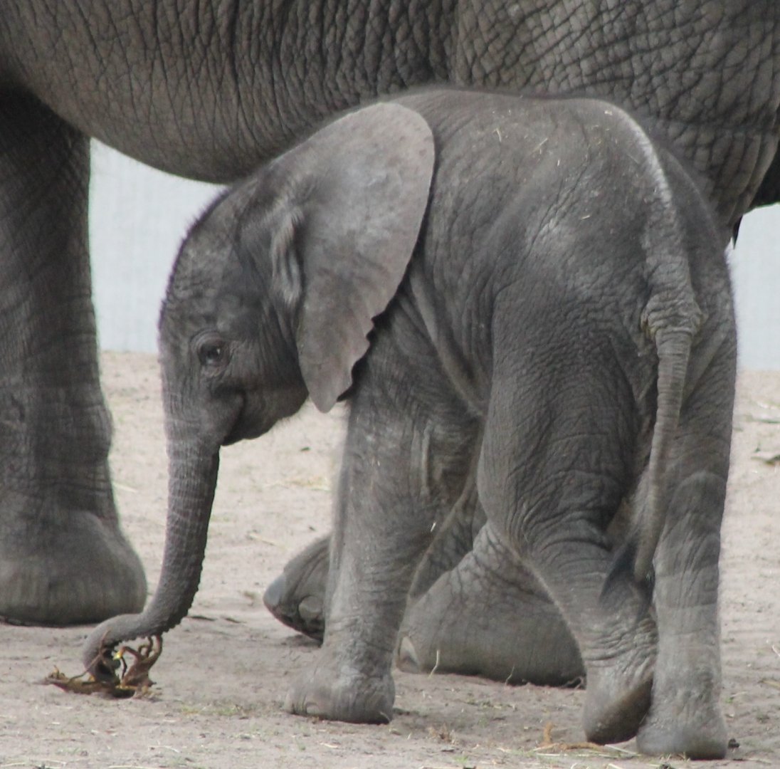 African elephant calf