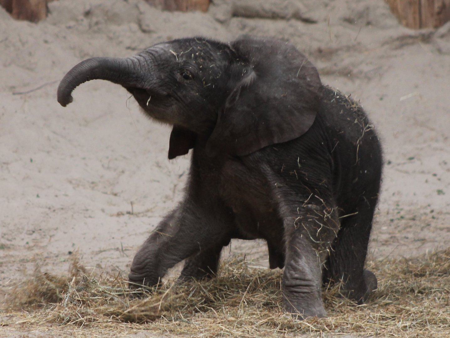 African Elephant Calf