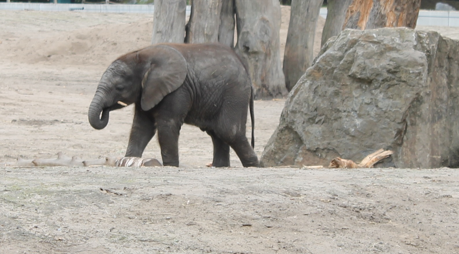 African elephant calf