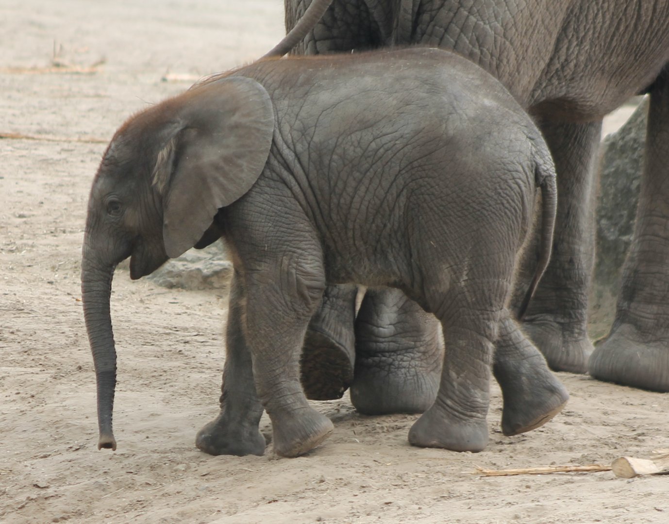 African elephant-calf