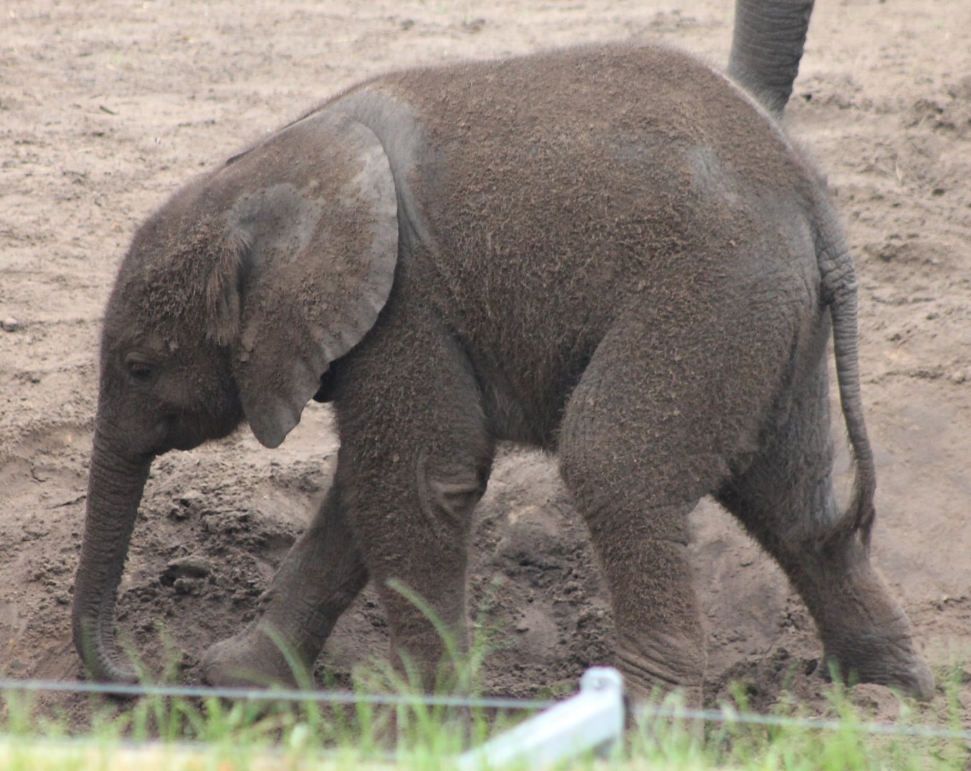 African elephant-calf