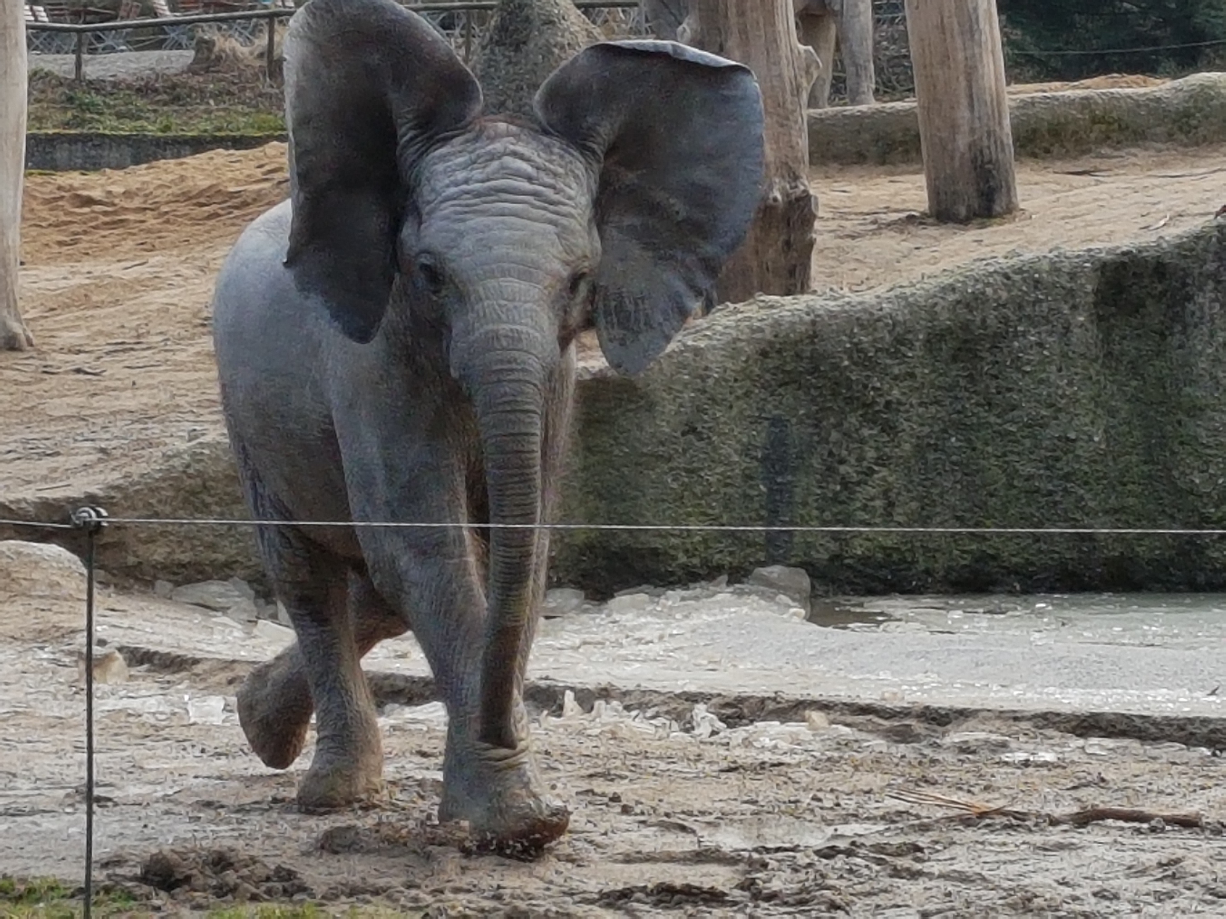African elephant calf