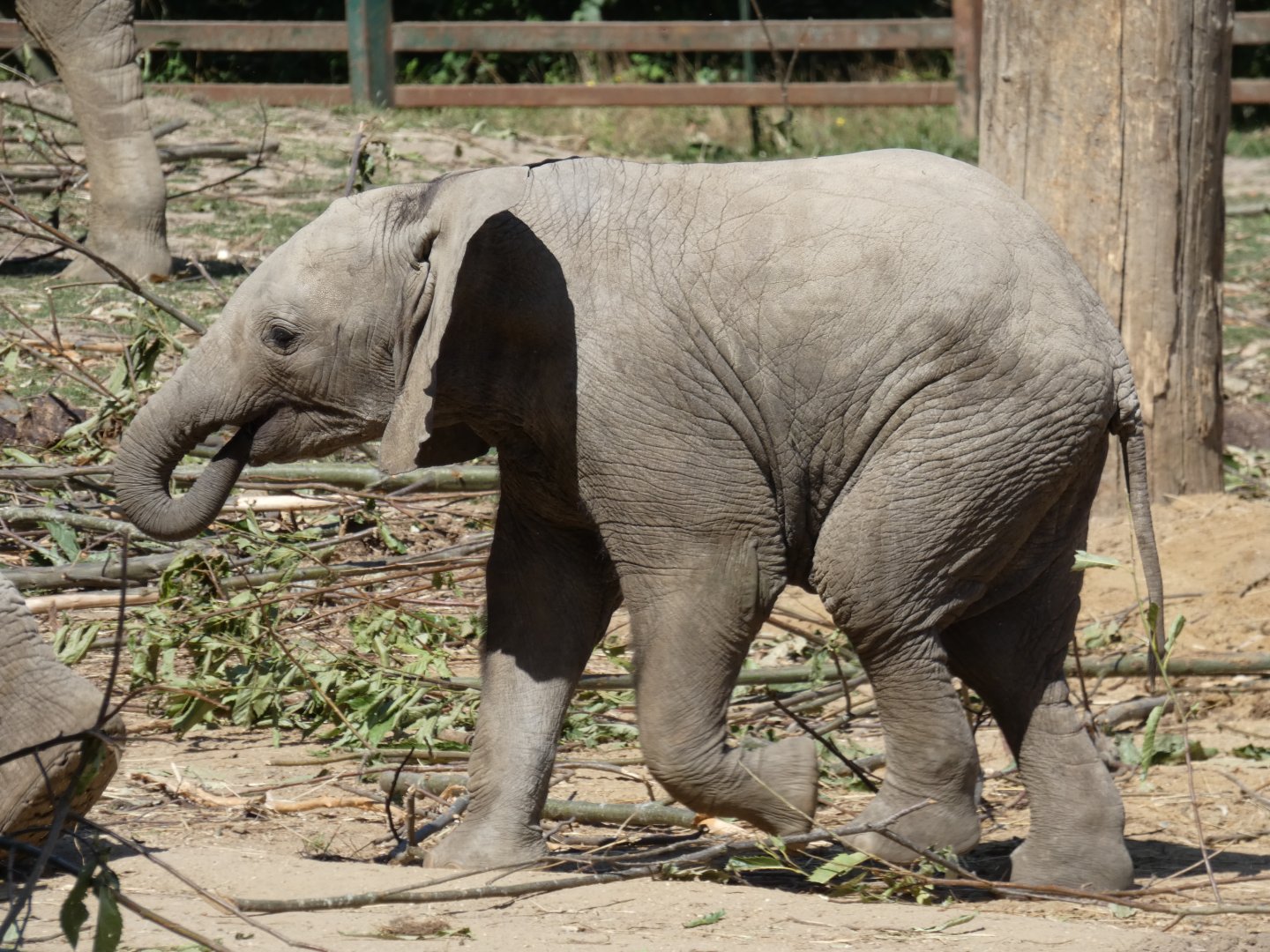 African Elephant calf