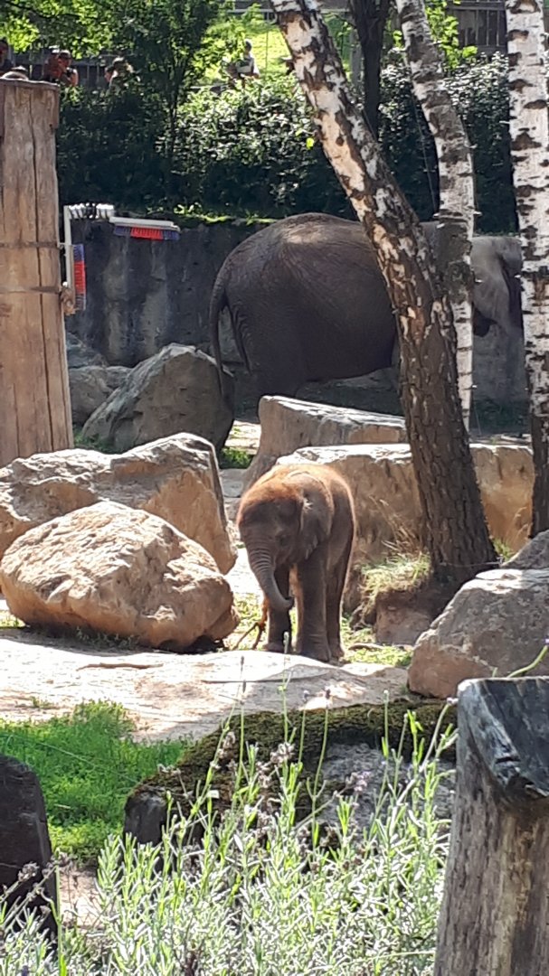 African elephant calf