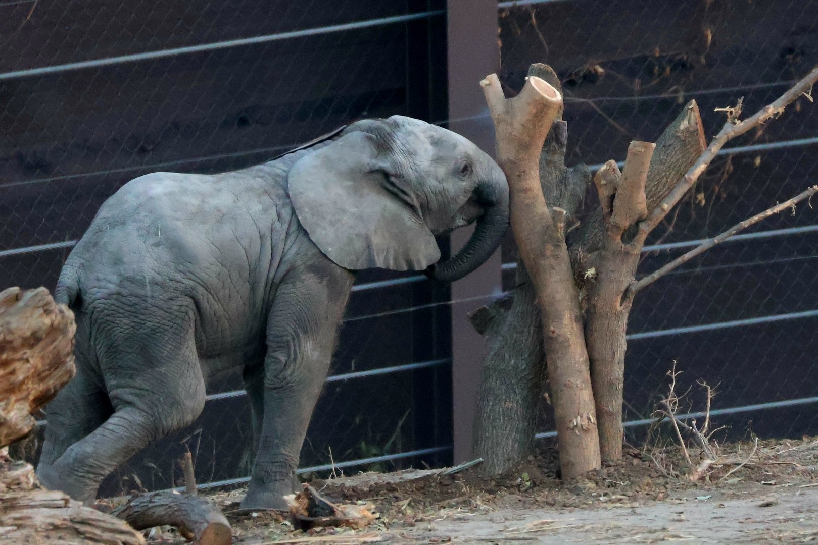 African Elephant Calf