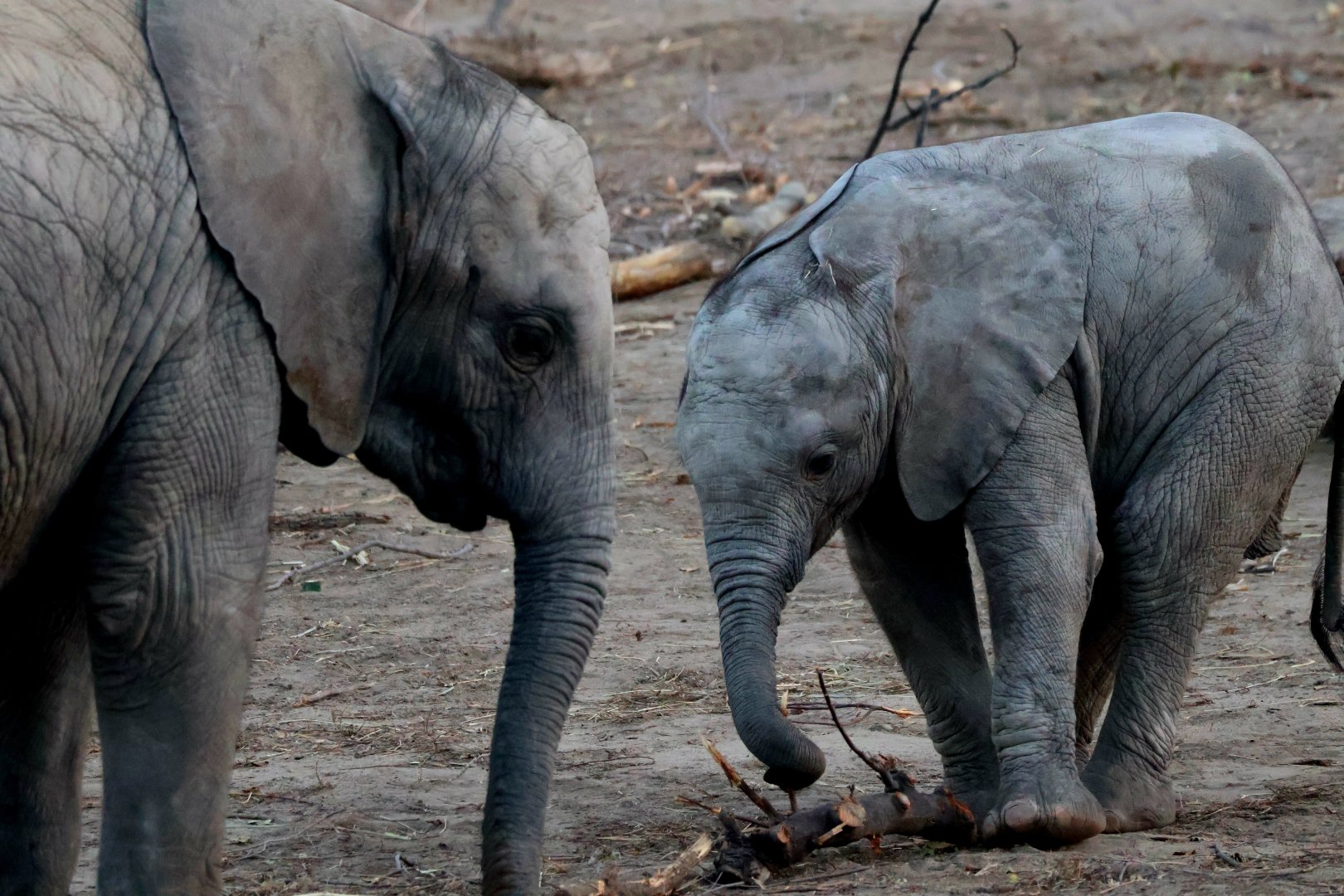 African Elephant Calf