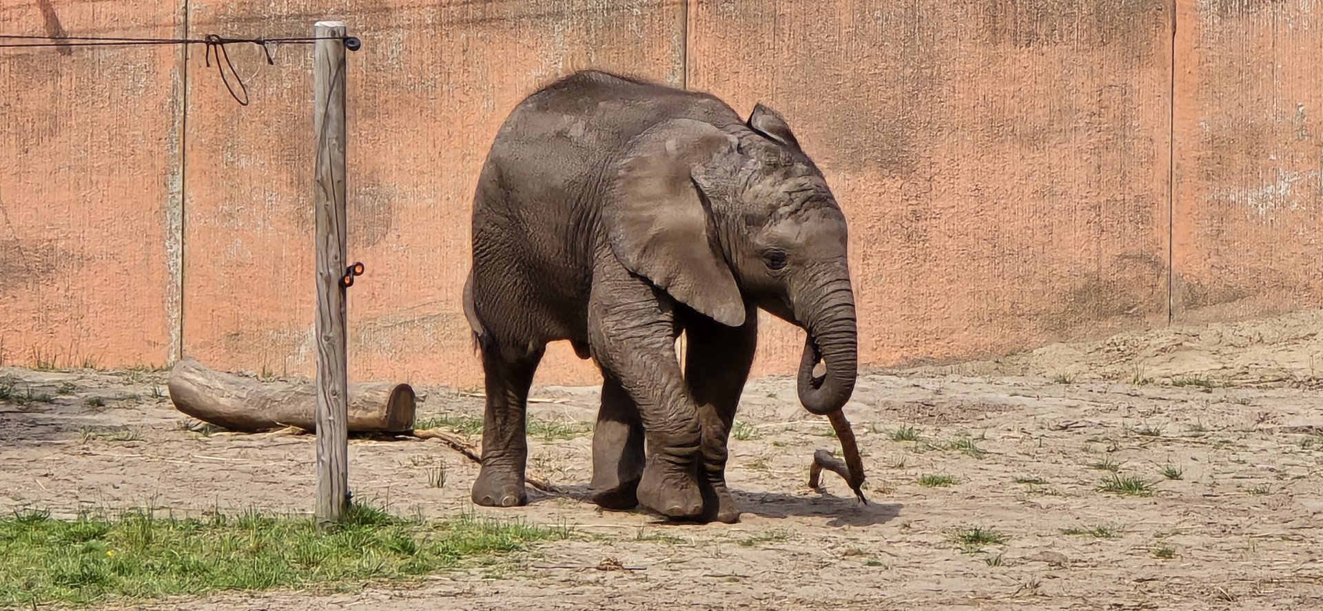 African elephant calf