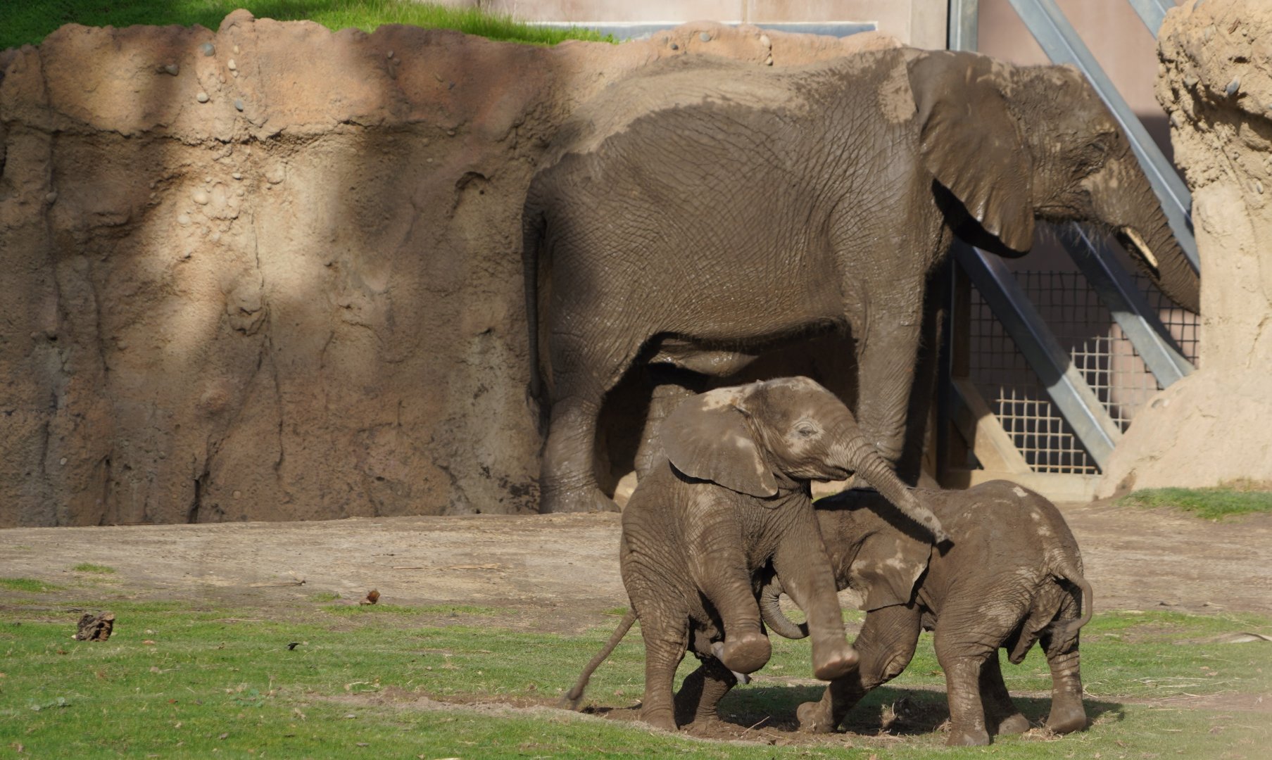 African elephant calfs playing