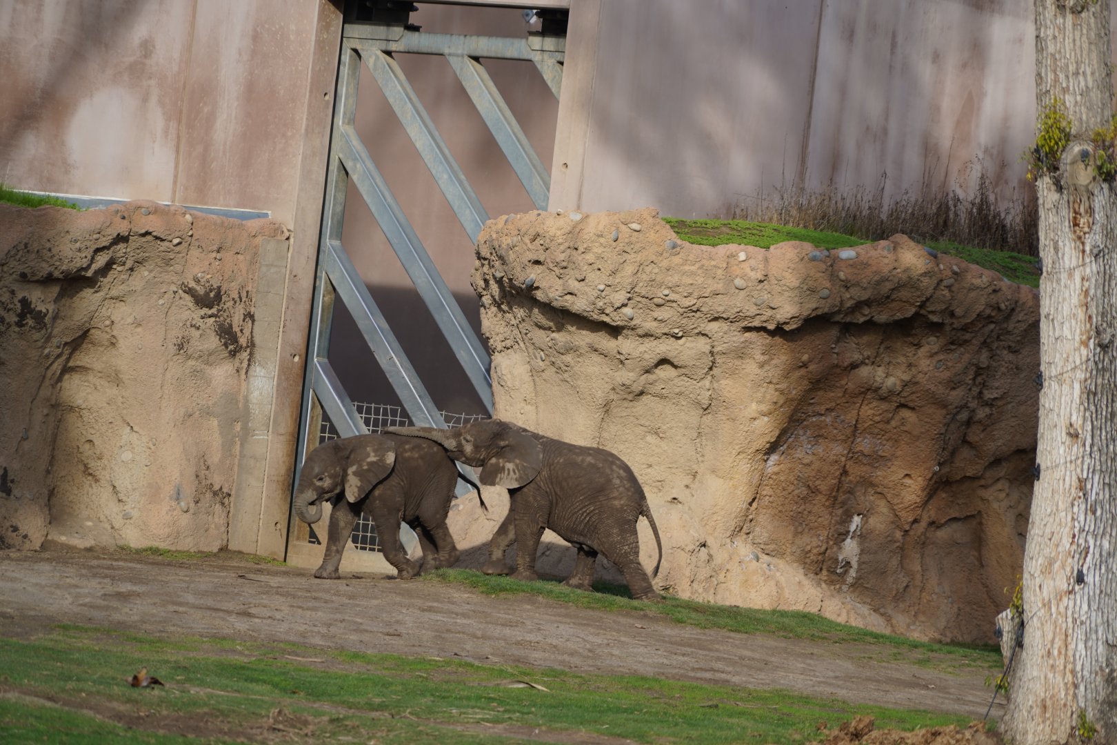 African elephant calfs playing