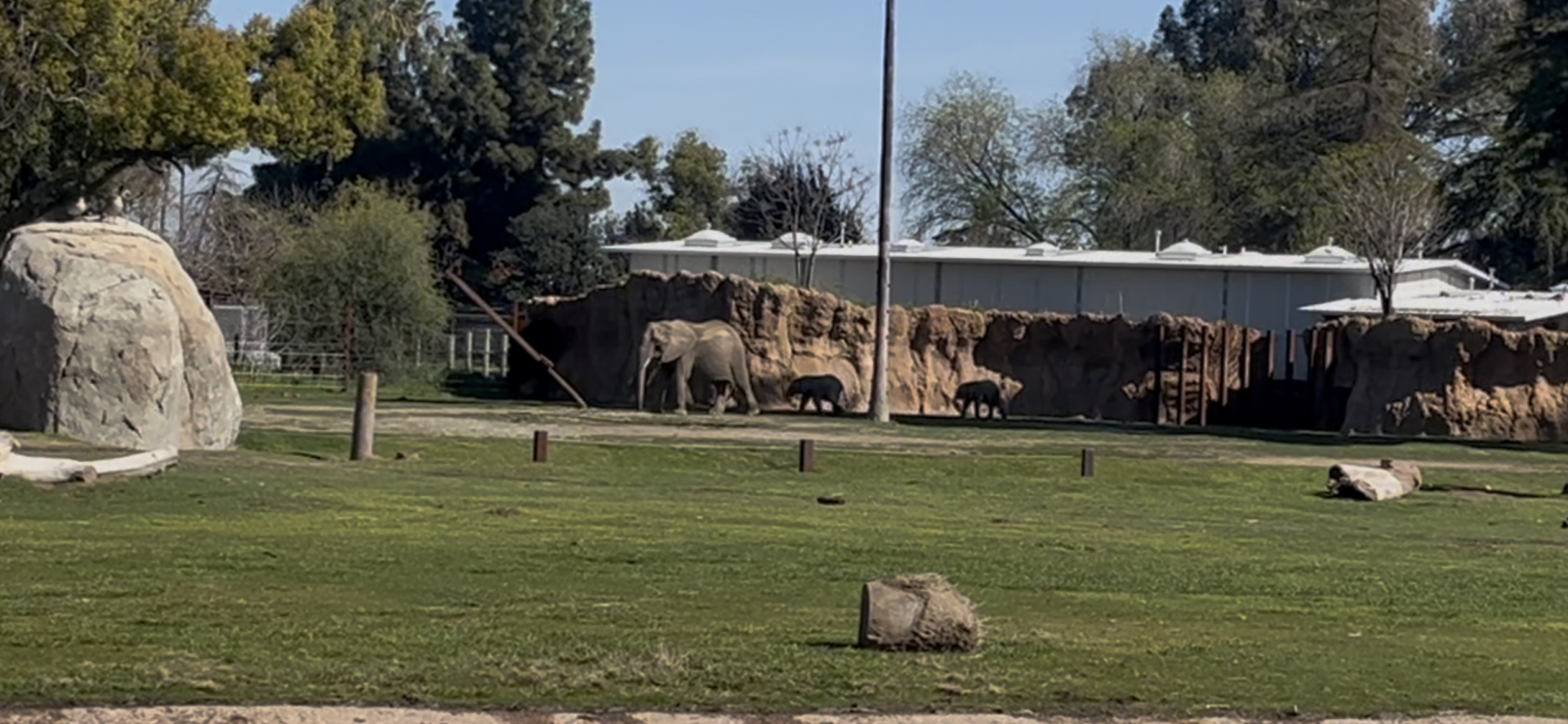 African elephant calf’s
