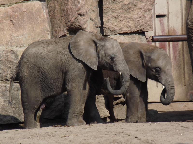 African elephant calfs
