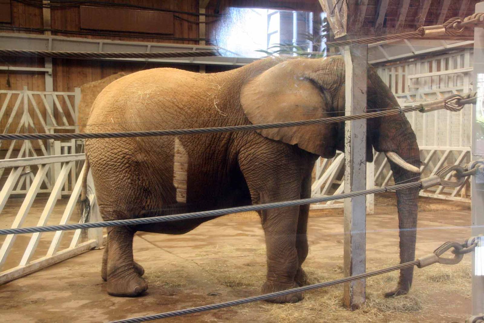 African Elephant called Opal who is expected to give birth soon