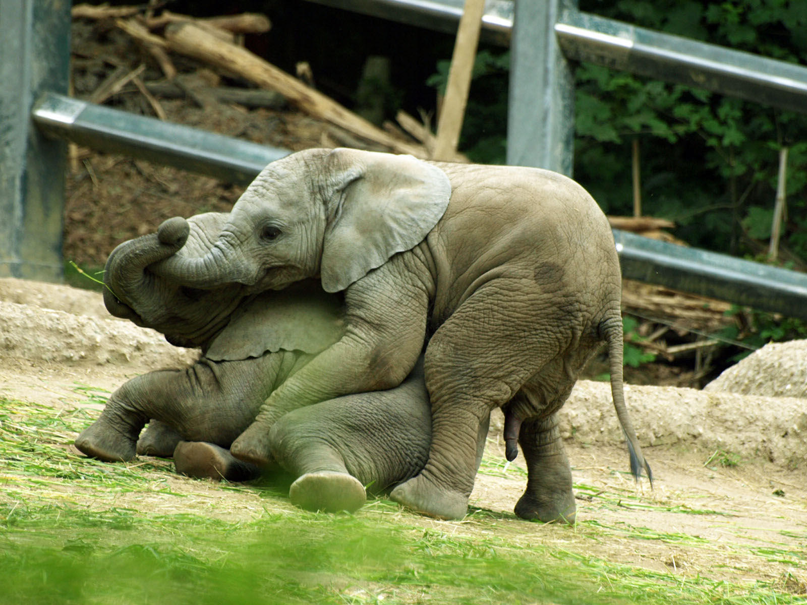 African elephant calves playing