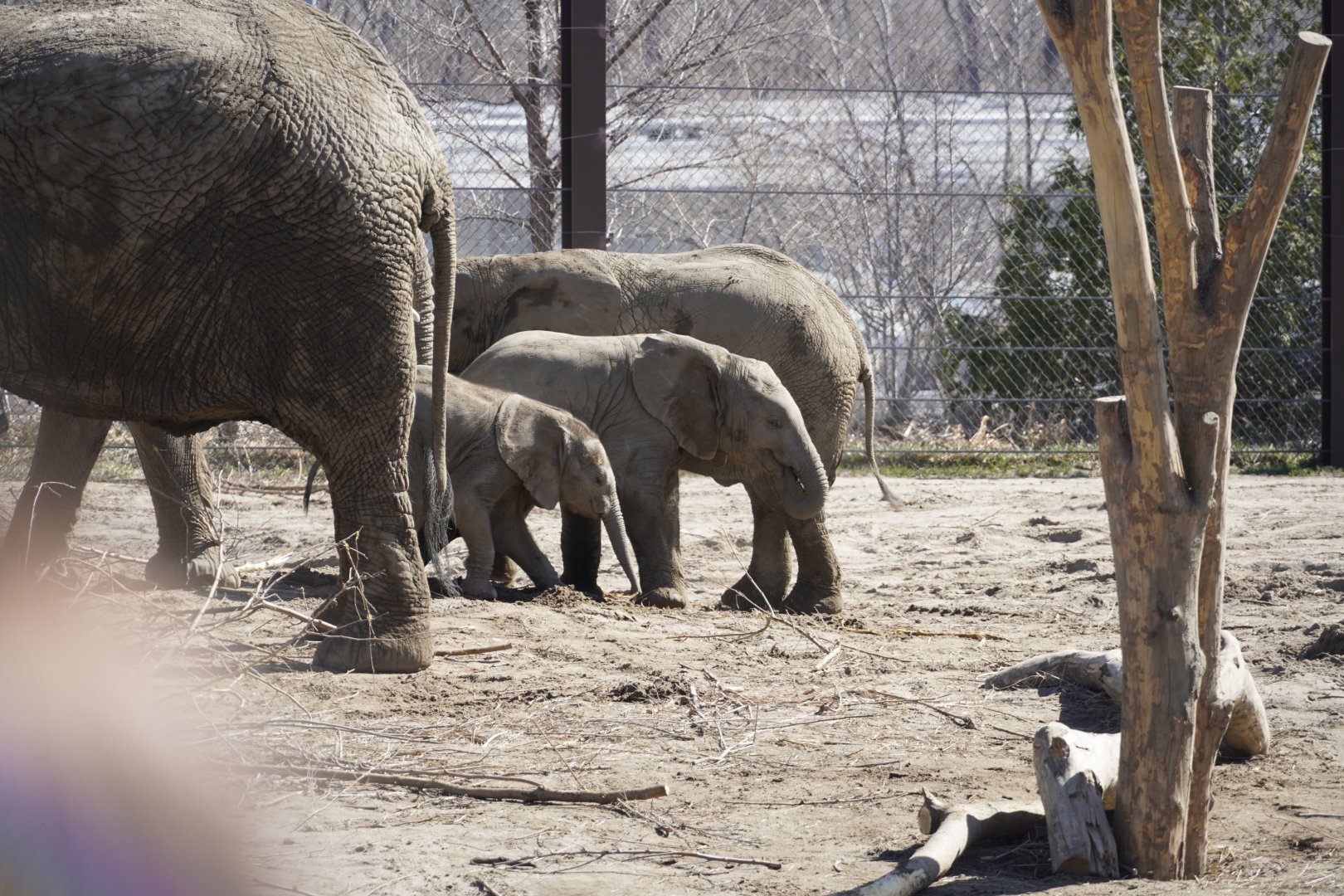 African Elephant Calves