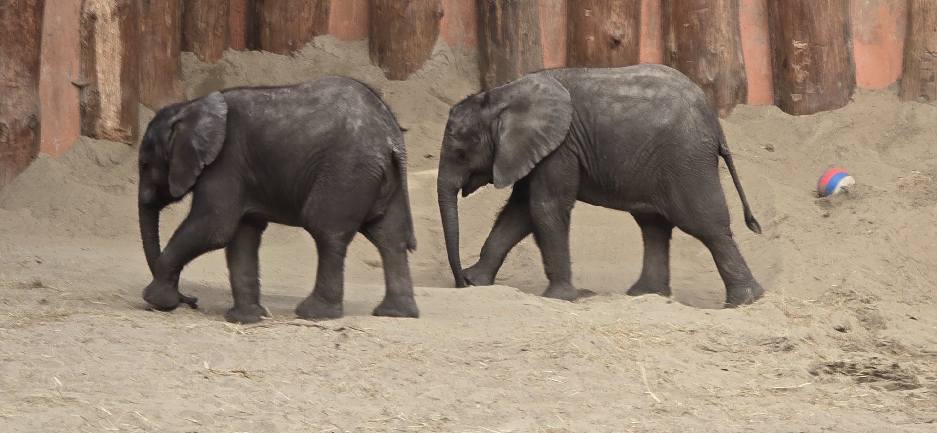 African elephant calves