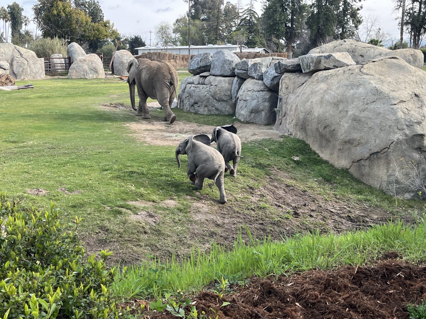 African elephant calves