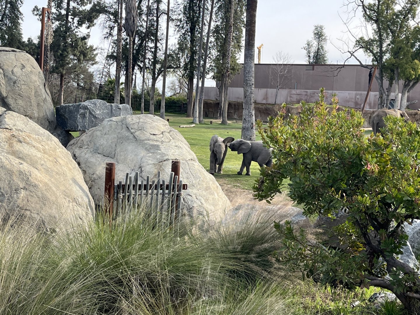 African Elephant Calves
