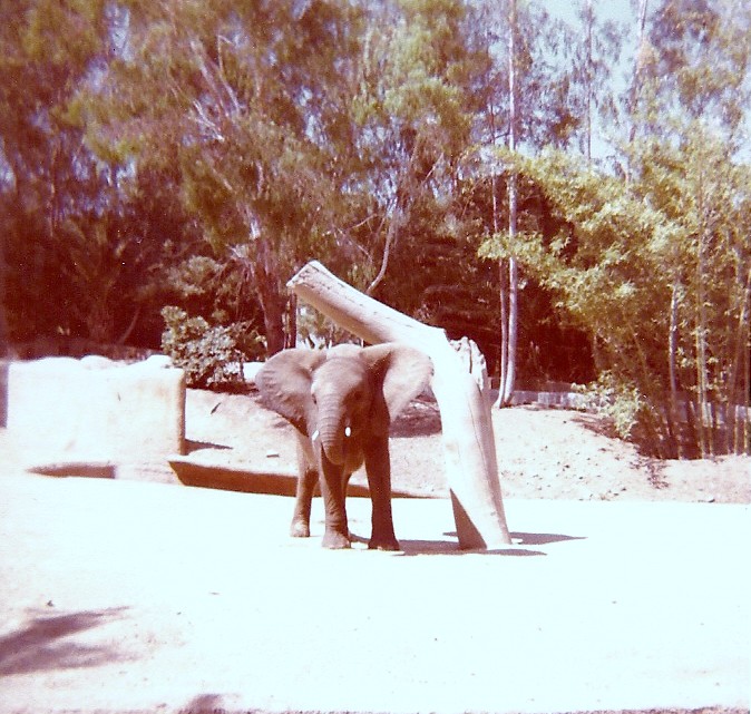 African Elephant - Circa 1977/78