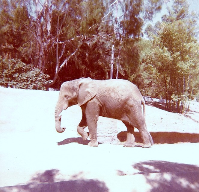 African Elephant - Circa 1977/78