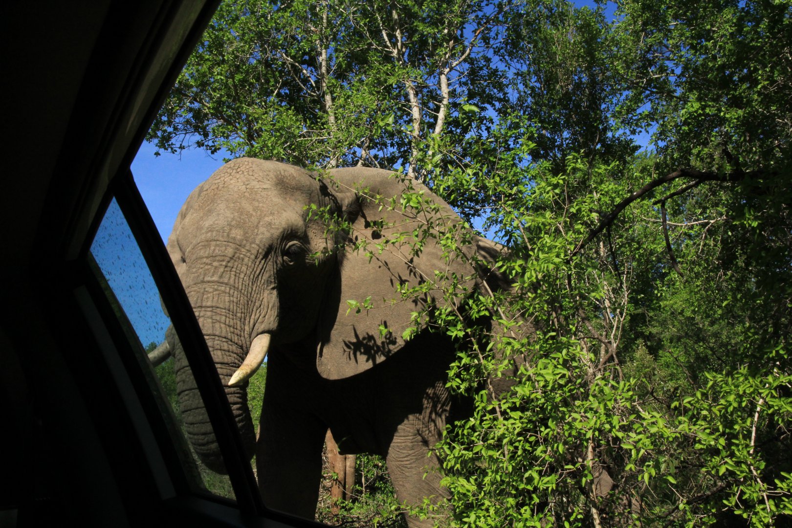 African elephant (close by) (September 2012)