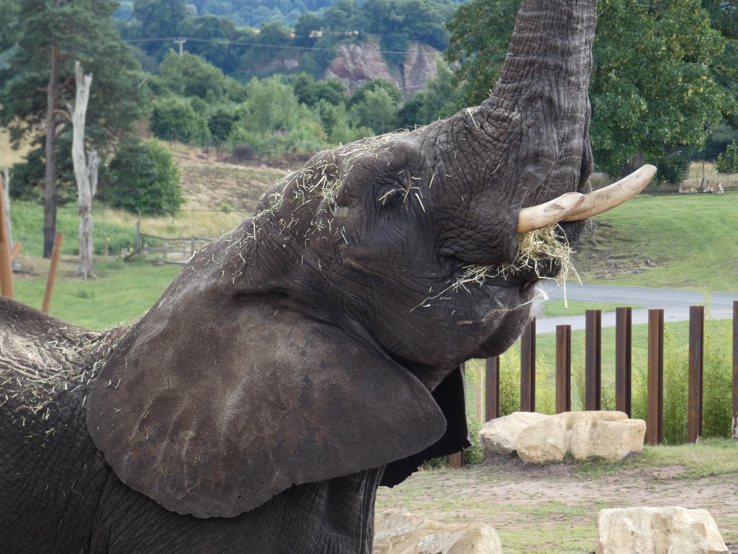 African elephant close-up