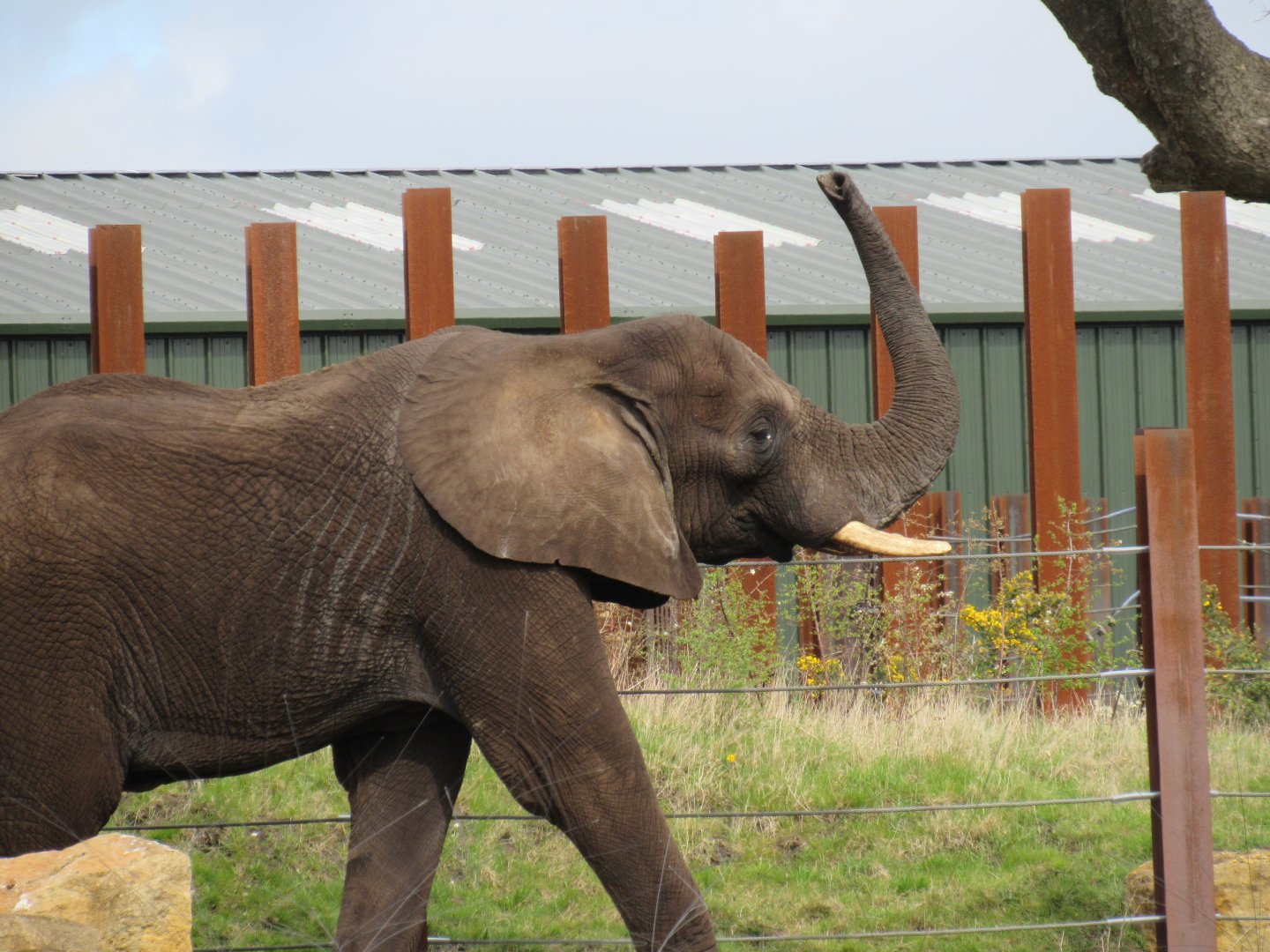 African elephant - Coco