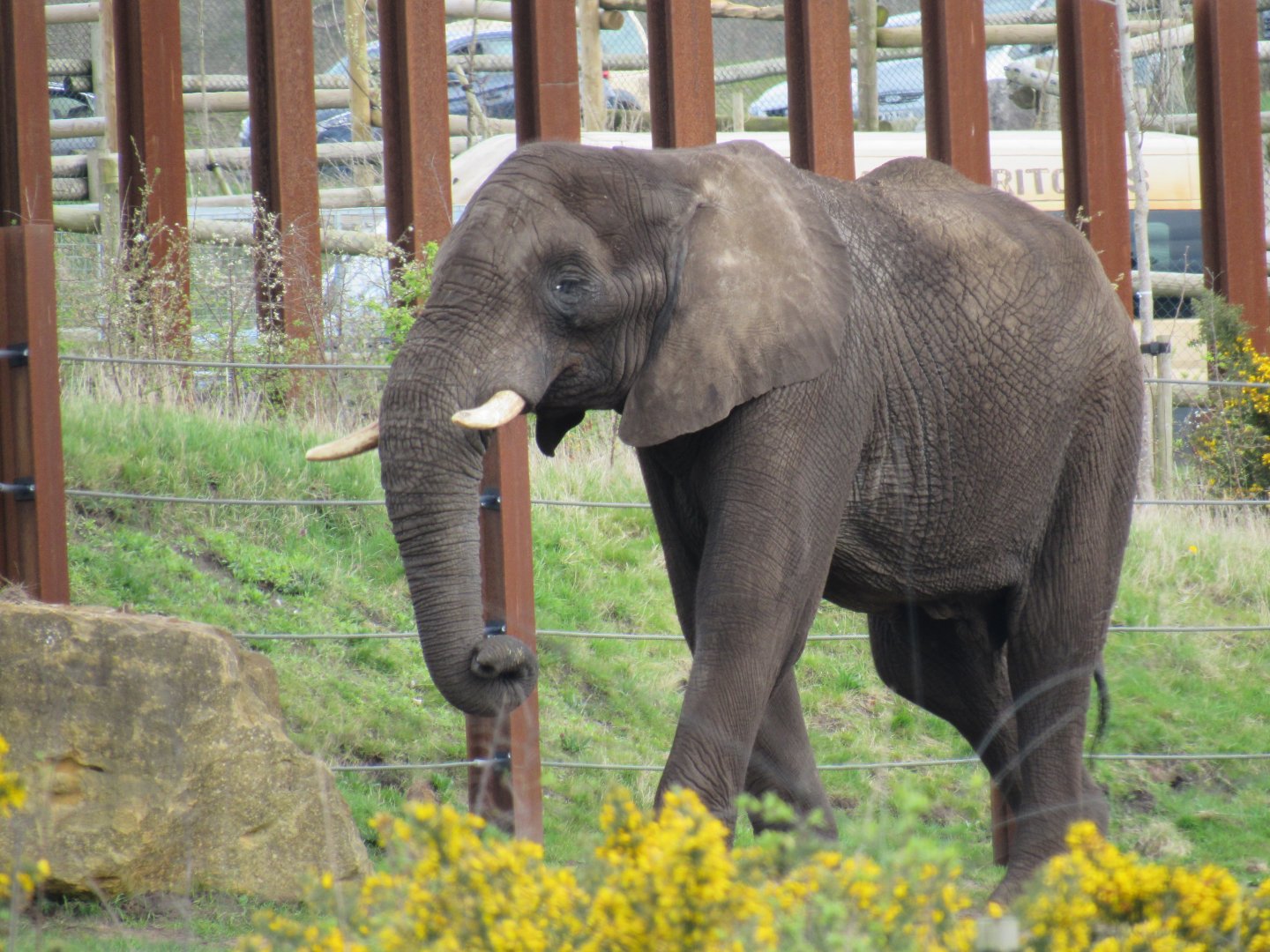 African elephant - Coco