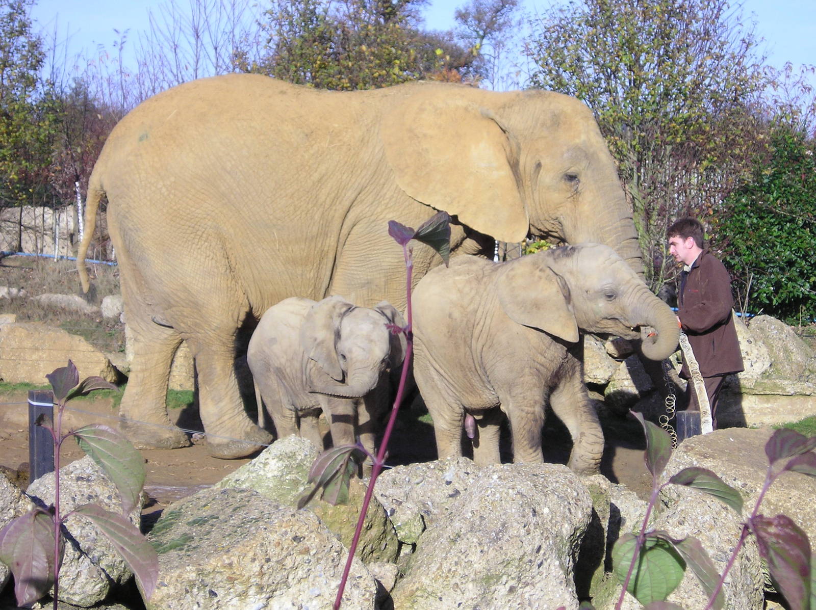 African elephant - Colchester 06