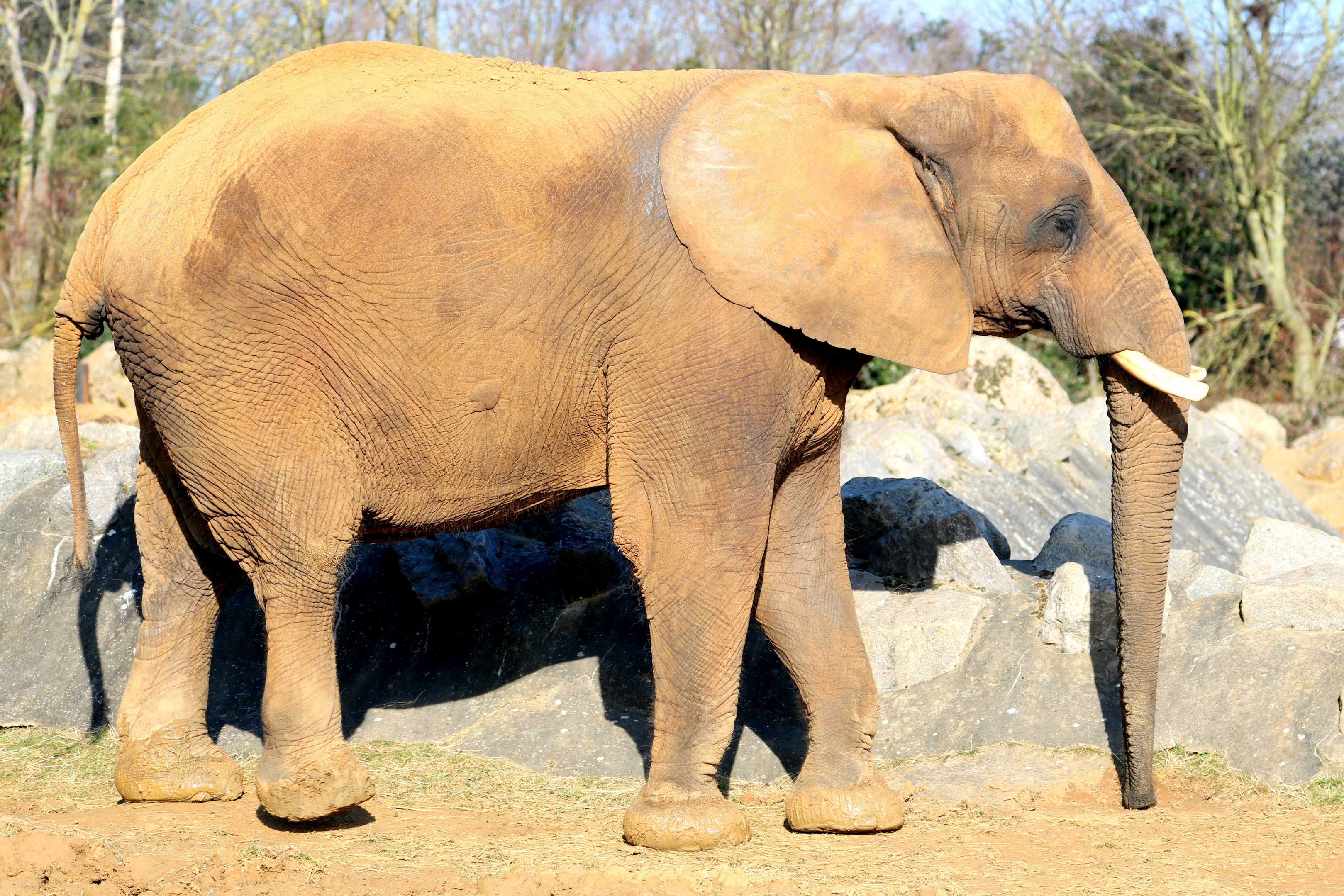 African elephant; Colchester; 17th February 2019