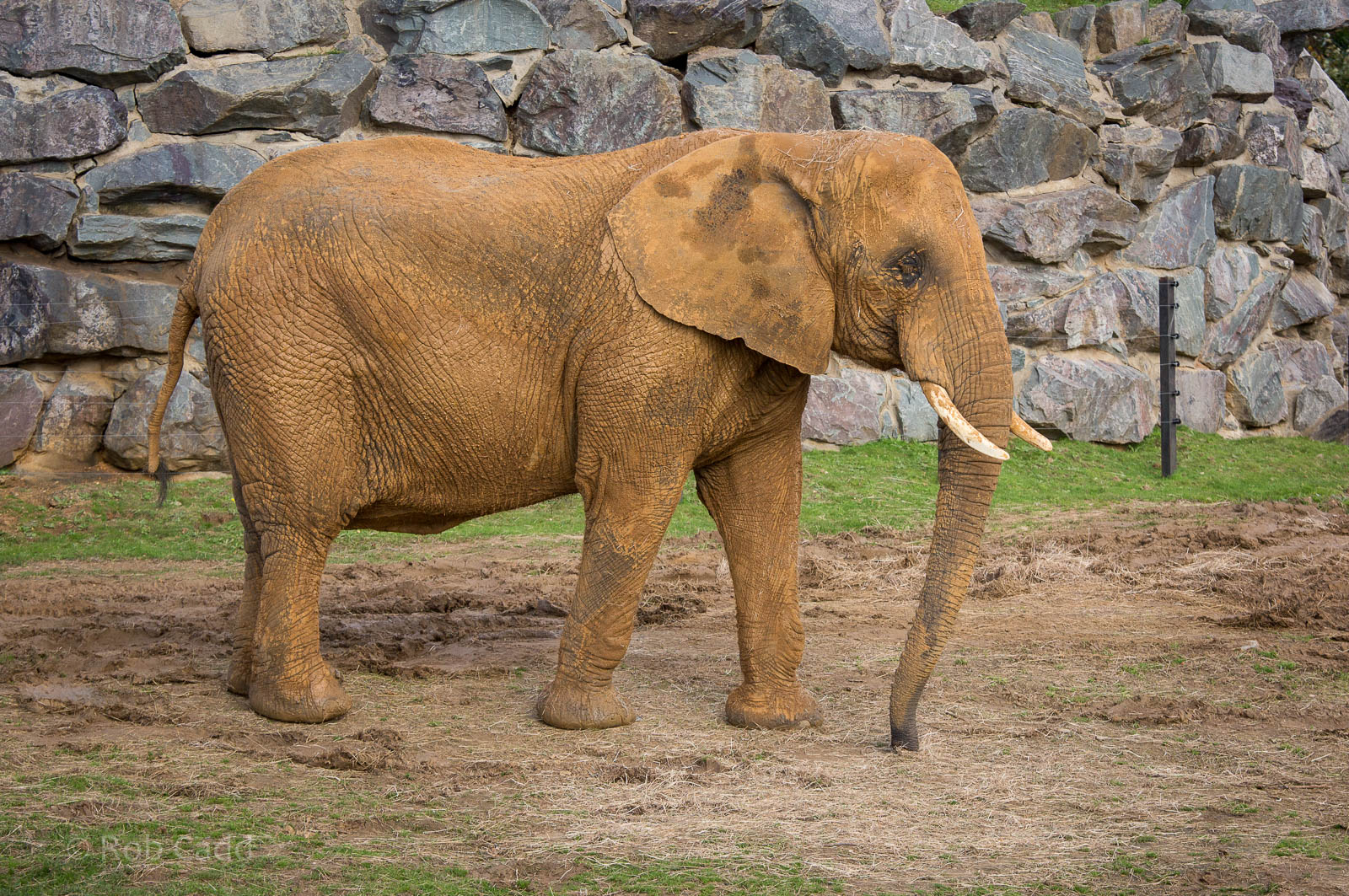 African elephant : Colchester : 18 Oct 2014