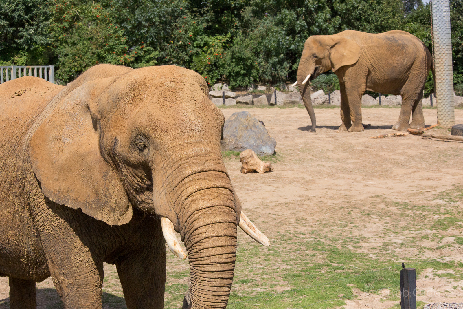 African elephant : Colchester : 22 Aug 2014