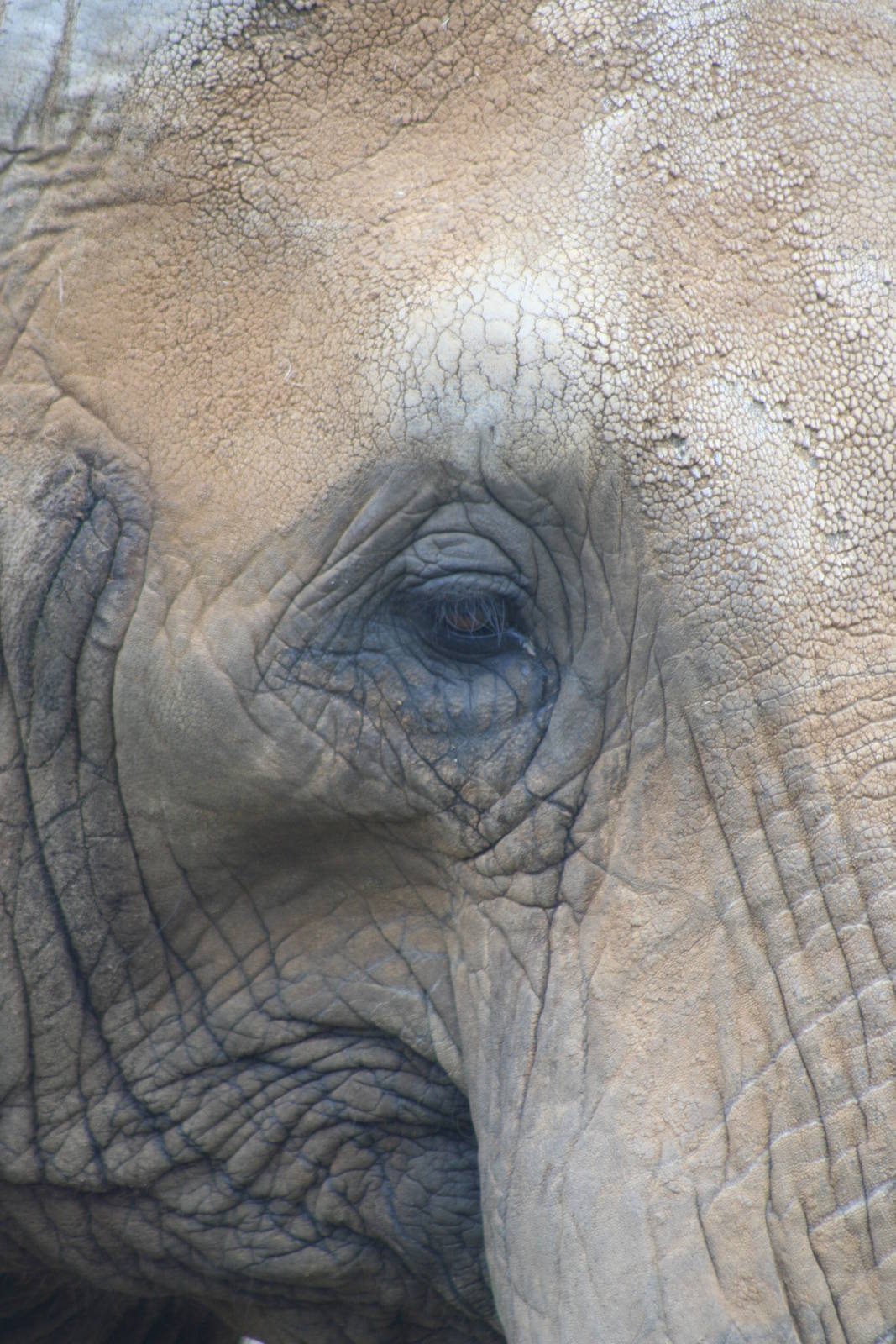 African Elephant @ Colchester, 23.10.2012