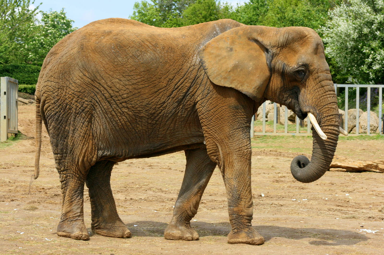 African elephant; Colchester; 25th May 2013