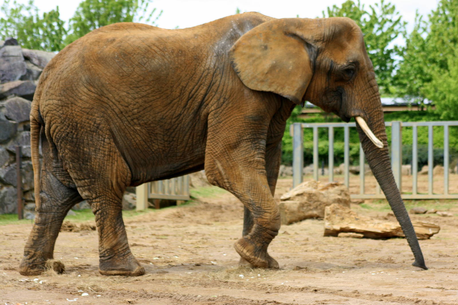 African elephant; Colchester; 25th May 2013