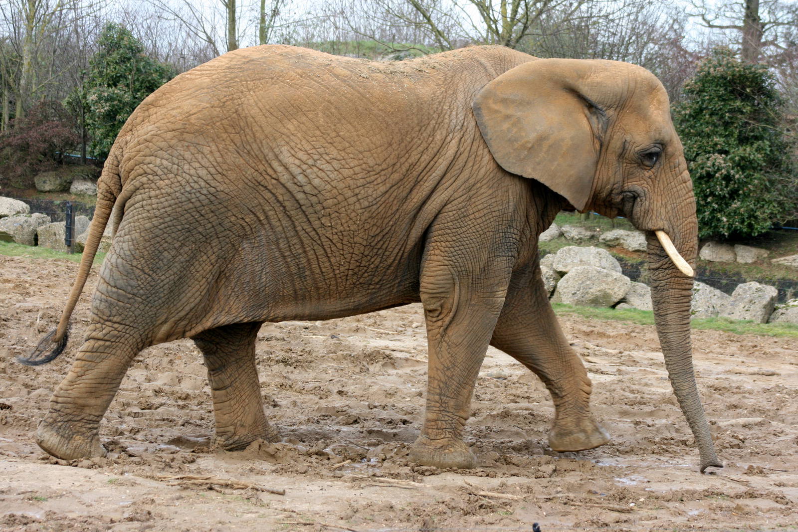 African elephant; Colchester; 27th February 2011