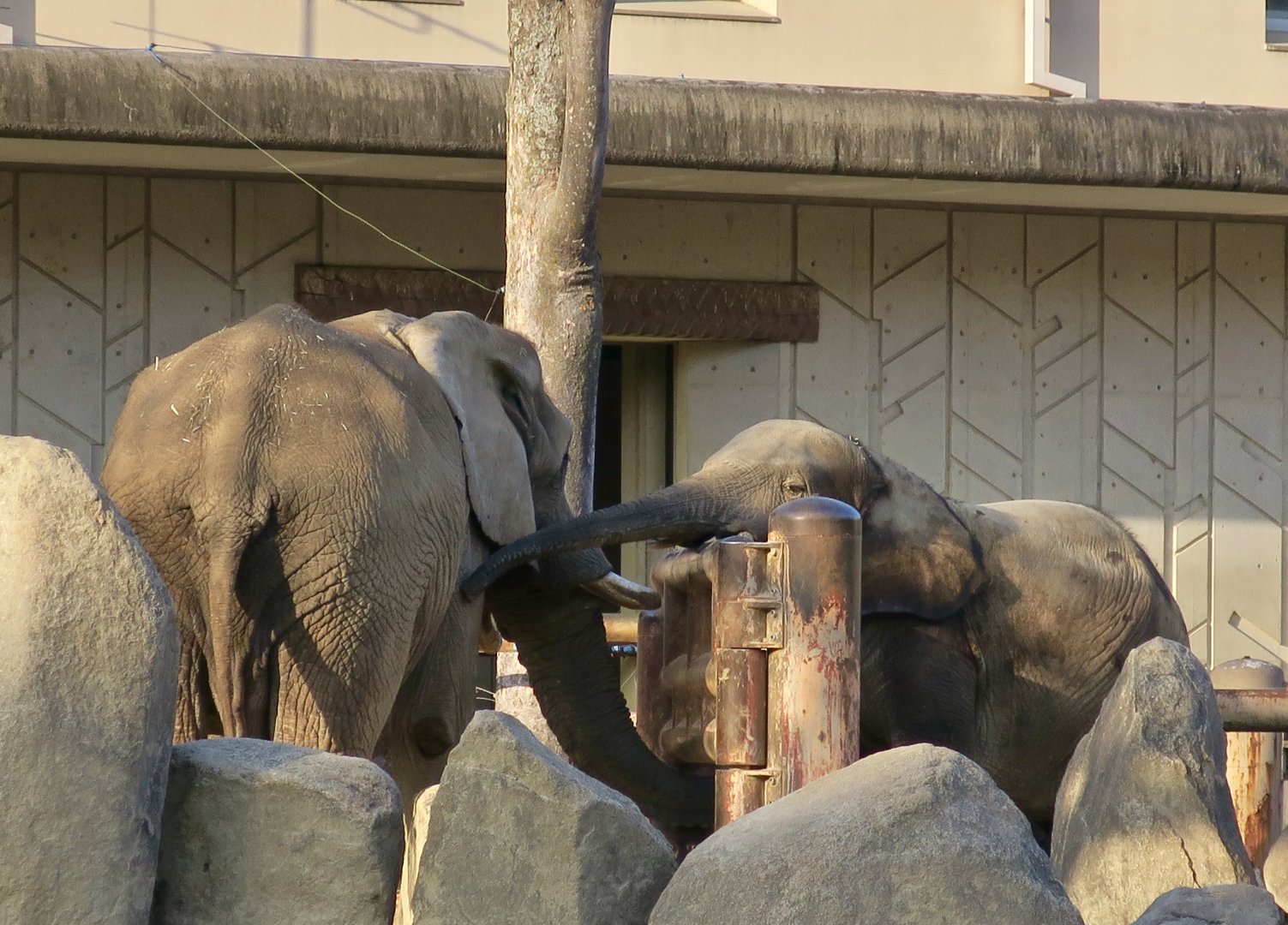 African Elephant Comparison