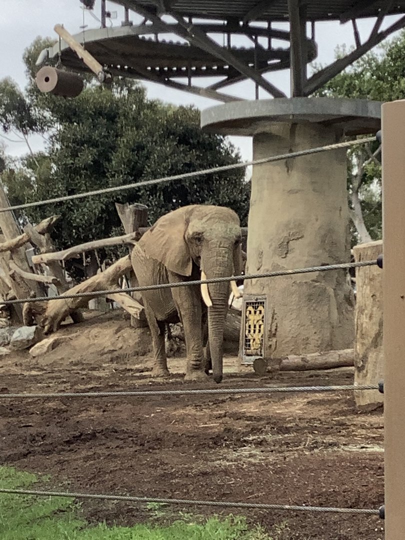 African Elephant Cow 10/7/21