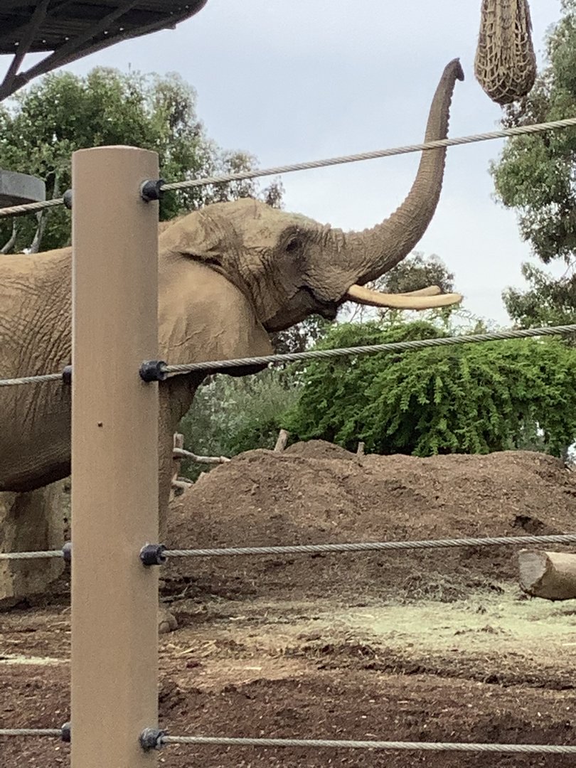 African Elephant Cow 10/7/21