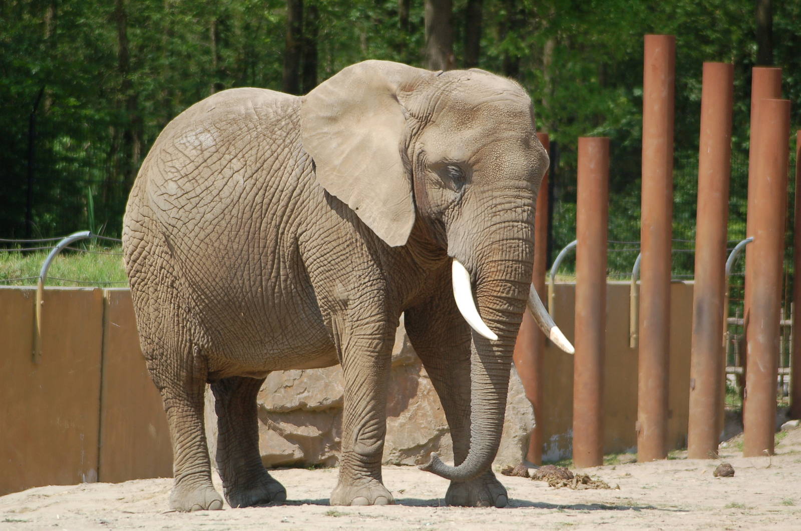 African Elephant-cow Aja