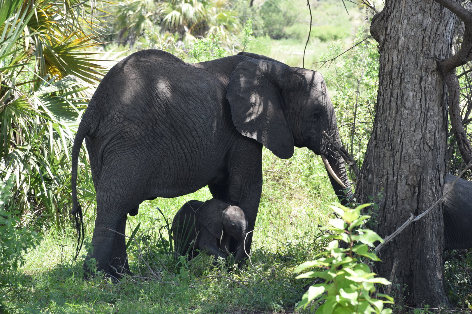 African Elephant cow and calf