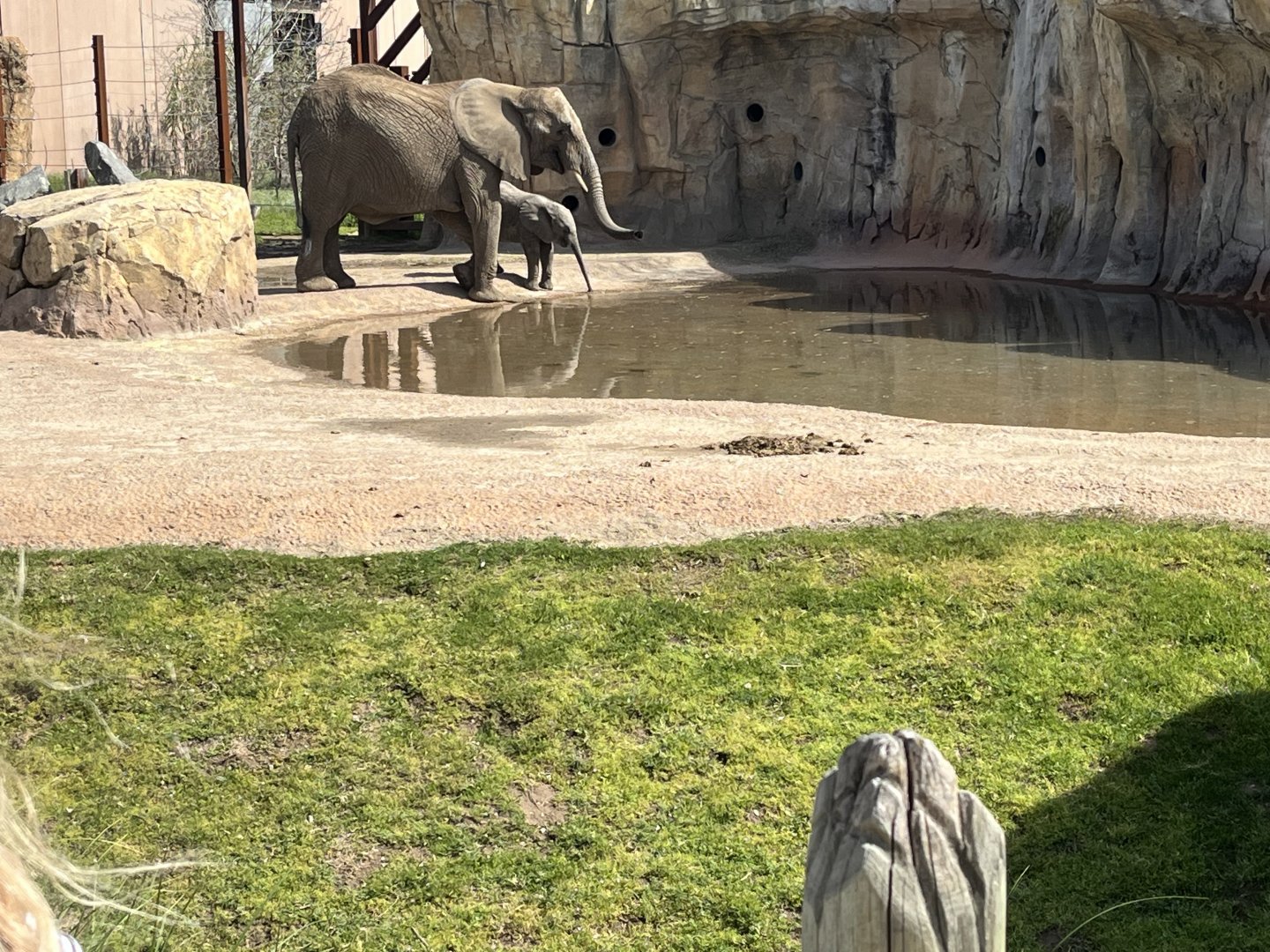 African Elephant cow and calf.