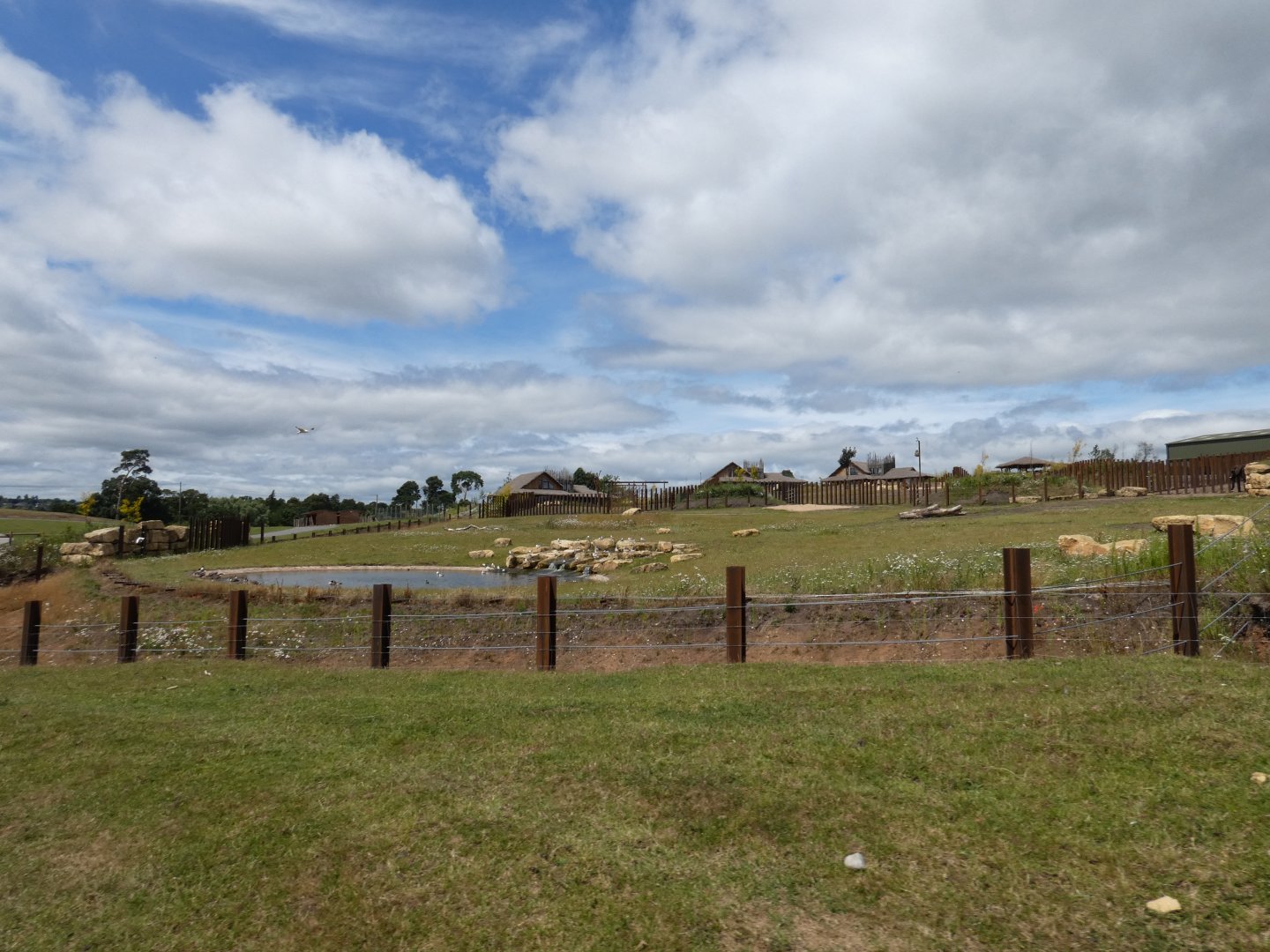 African elephant cow day enclosure (2)