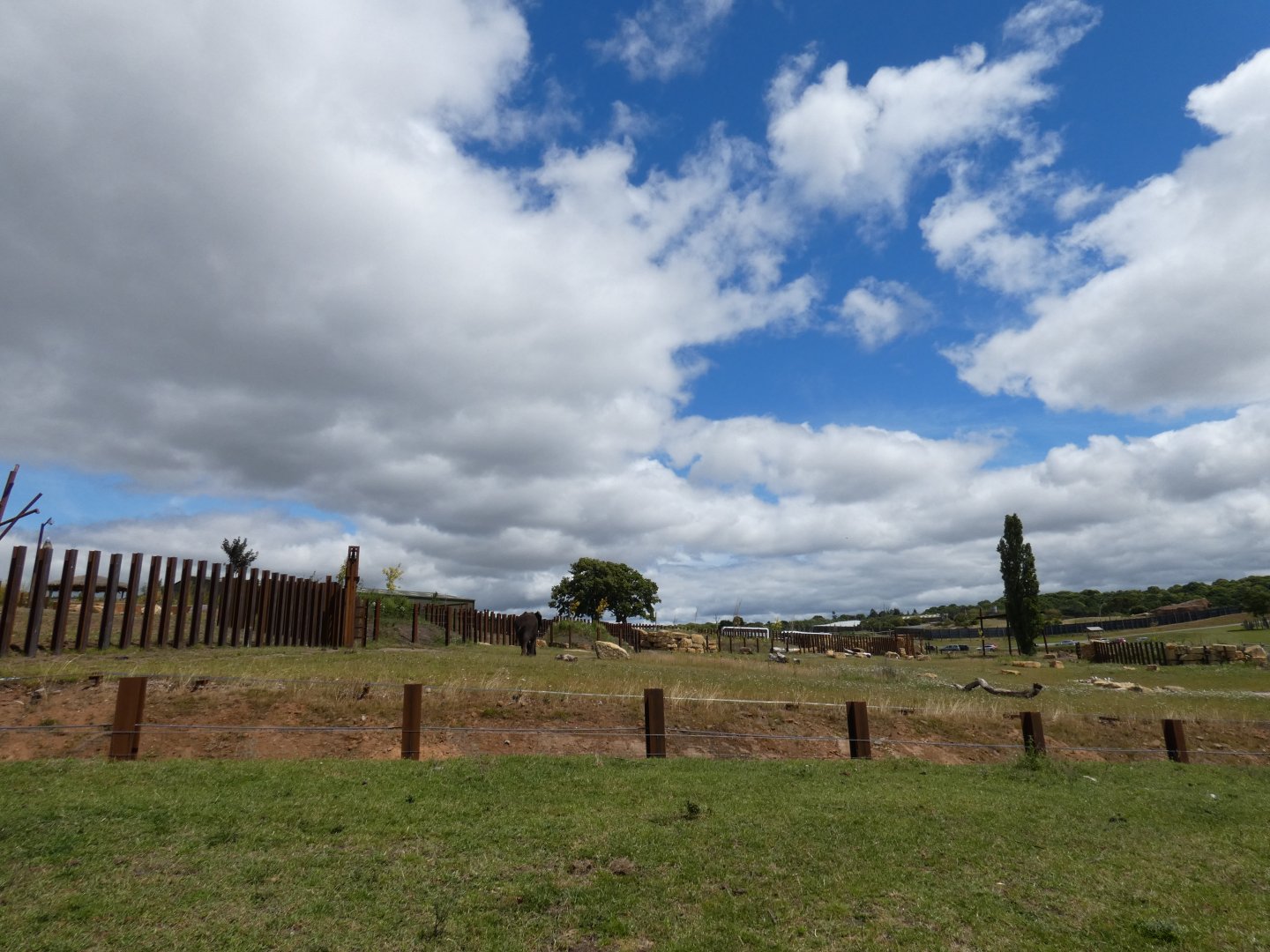 African elephant cow day enclosure