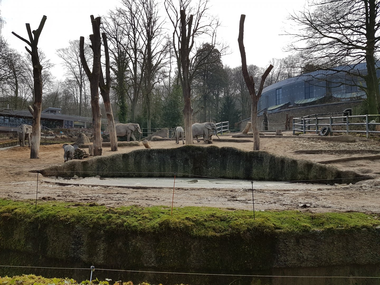 African elephant cow enclosure